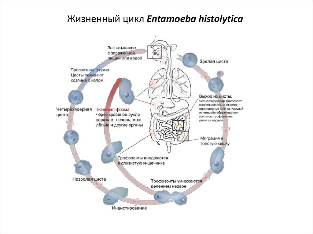 Жизненный цикл дизентерийной амебы схема