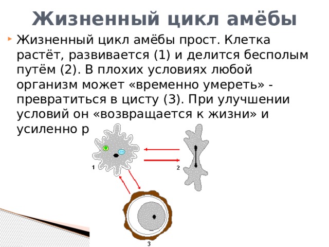 Жизненный цикл дизентерийной амебы схема