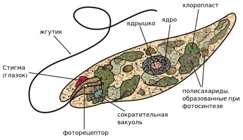 Какие структуры клетки эвглены зеленой обозначены на рисунке