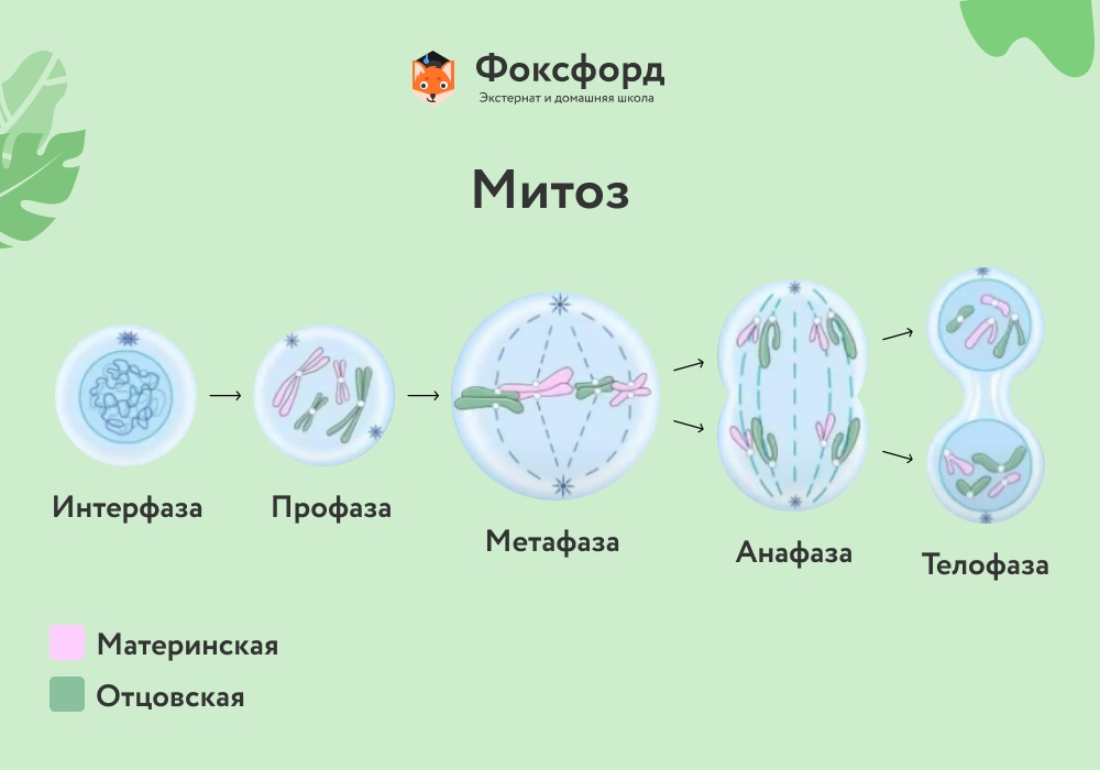 Типы и фазы деления клетки с картинками